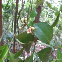 Garcinia cambogioides (Murray) Headland